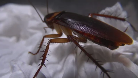 Beetle hidden in the mysterious areas of the kitchen Stock Footage 145709090