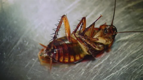 Beetle hidden in the mysterious areas of the kitchen Stock Footage 145709264