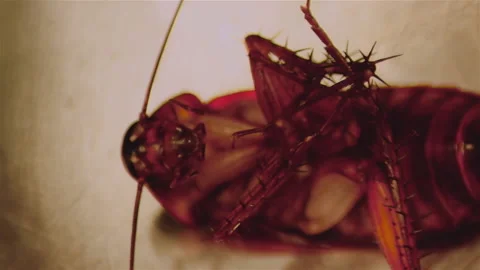 Beetle hidden in the mysterious areas of the kitchen Stock Footage 145709348