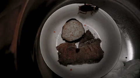 Beetle hidden in the mysterious areas of the kitchen Stock Footage 145709953