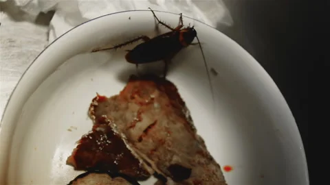 Beetle hidden in the mysterious areas of the kitchen Stock Footage 145710345