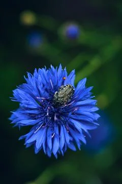 Beetle hiding in a Cornflower Stock Photos