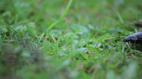 Beetle in high grass Stock Footage 39560493