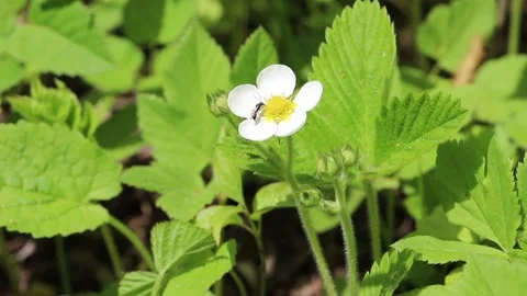 A beetle hits another beetle on the flower Stock Footage 150154179