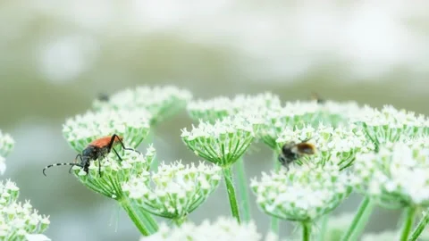 Beetle on hogweed flowers Stock Footage 169453125