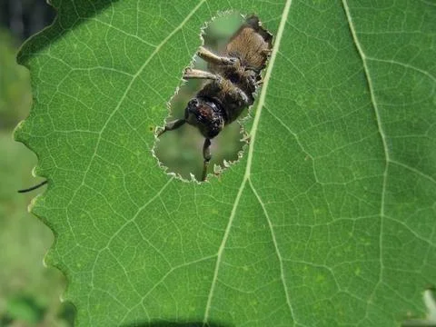Beetle in the hole Stock Photos
