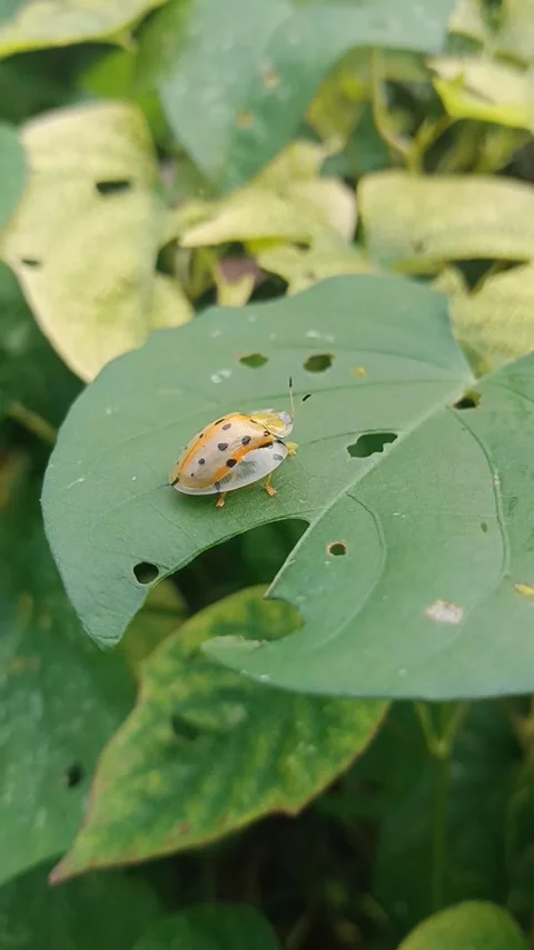 A beetle on a hollow leaf in the garden Stock Footage 265573202