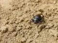 Beetle HS 01 Macro Slow Motion x7 Footage