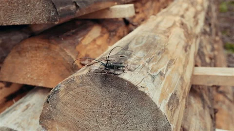 Beetle with a huge moustache against the background of logs Stock Footage 138802700