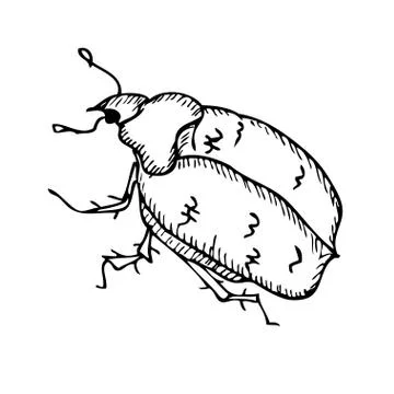 Beetle Stock Illustration