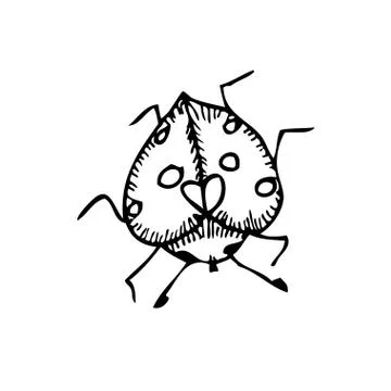 Beetle Stock Illustration