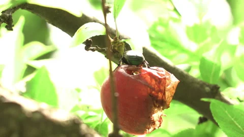 Beetle infesting Plum Tree Video stock 278361443