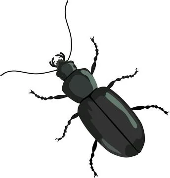 Beetle Insect Animal Stock Illustration