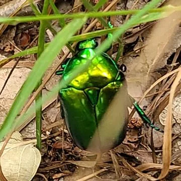 Beetle, insect, bug, nature, macro, animal, green, black, isolated, closeup, whi Stock Photos