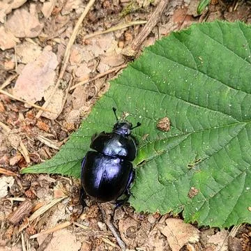 Beetle, insect, bug, nature, macro, animal, green, black, isolated, closeup, whi Stock Photos