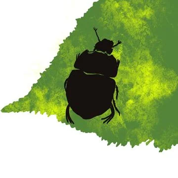 Beetle, insect, bug, nature, macro, isolated, green, animal, scarab, white, wild Stock Photos