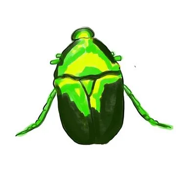 Beetle, insect, bug, nature, macro, isolated, green, animal, scarab, white, wild Stock Photos