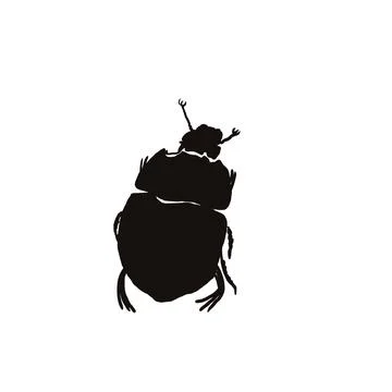 Beetle, insect, bug, nature, macro, isolated, green, animal, scarab, white, wild Stock Photos