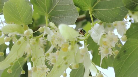 Beetle insect crawling on a flower tree Stock Footage 157215113