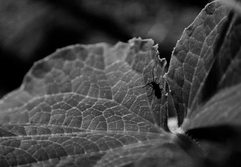 Beetle insect on cucumber leaf. black and white Stock Photos