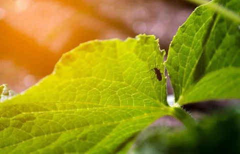 Beetle insect on cucumber leaf Foto stock