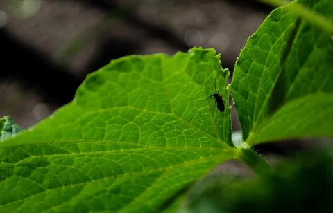 Beetle insect on cucumber leaf Stock Photos