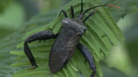 Beetle insect  Stock Footage 908703