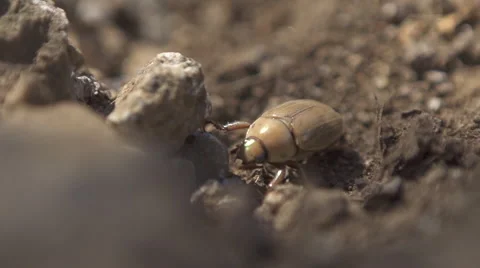 Beetle Insect Video stock 47779147