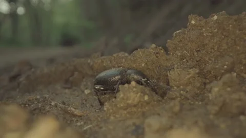 Beetle insect hides in the sand Stock Footage 231691886