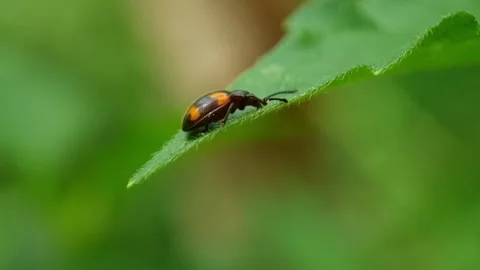 Beetle insect on leaf Stock Footage 275053780