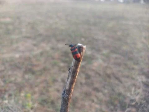 ,A beetle-like insect with a reddish shape coiled around its body is sitting Stock Photos