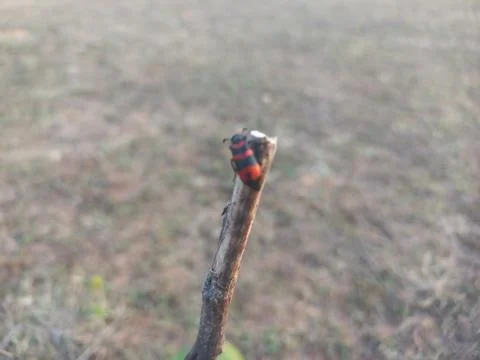 ,A beetle-like insect with a reddish shape coiled around its body is sitting Stock Photos