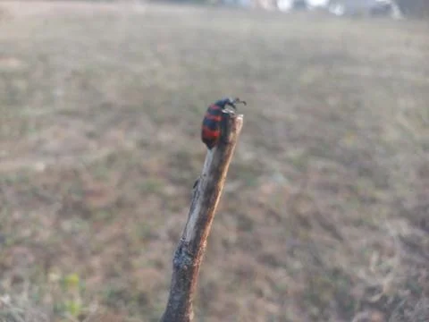 ,A beetle-like insect with a reddish shape coiled around its body is sitting Stock Photos