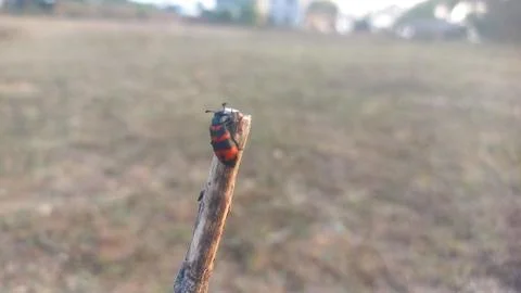 ,A beetle-like insect with a reddish shape coiled around its body is sitting Stock Photos