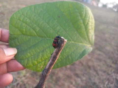,A beetle-like insect with a reddish shape coiled around its body is sitting Stock Photos