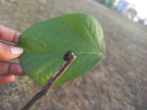 ,A beetle-like insect with a reddish shape coiled around its body is sitting Stock Photos