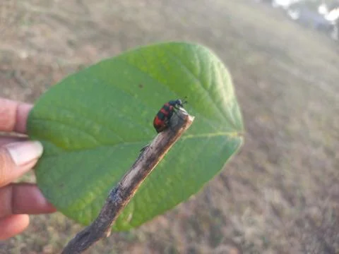 ,A beetle-like insect with a reddish shape coiled around its body is sitting Stock Photos
