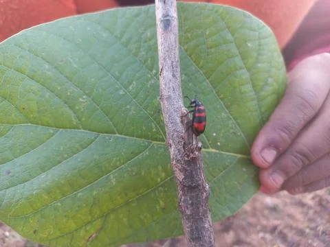 ,A beetle-like insect with a reddish shape coiled around its body is sitting Stock Photos