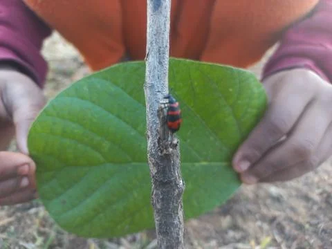 ,A beetle-like insect with a reddish shape coiled around its body is sitting Stock Photos