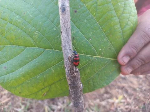 ,A beetle-like insect with a reddish shape coiled around its body is sitting Stock Photos
