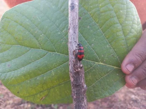 ,A beetle-like insect with a reddish shape coiled around its body is sitting Stock Photos