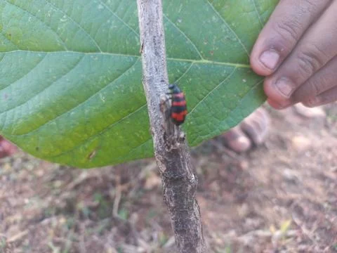 ,A beetle-like insect with a reddish shape coiled around its body is sitting Stock Photos