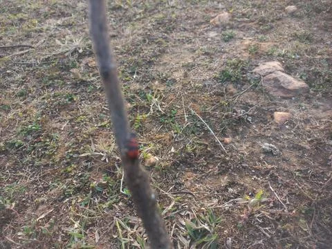 ,A beetle-like insect with a reddish shape coiled around its body is sitting Stock Photos