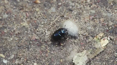 Beetle Insect walking Stock Footage 261419306