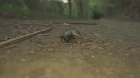 Beetle insect in the woods Stock Footage 232040600