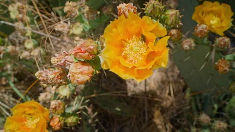 A beetle inside a cactus flower. Video stock 245665421