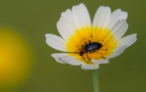 Beetle inside a daisy flower Stock Photos