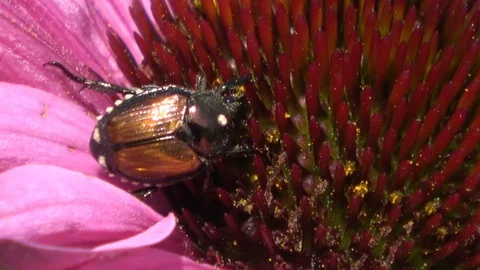 Beetle inside flower Video stock 91724050