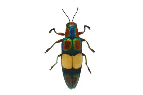 Beetle isolated on white background Stock Photos