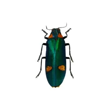 Beetle isolated on white background Stock Photos